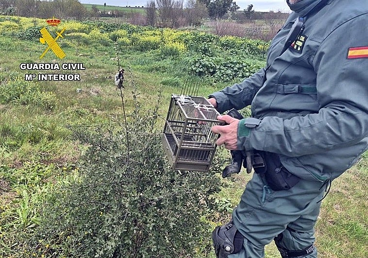 La Guardia Civil sorprende a un emeritense cazando jilgueros con artes prohibidas